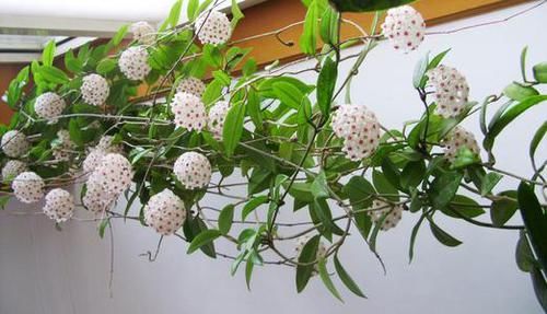  「观赏价值」室内养花选它，丢盆里就能活，花叶俱美，清香四溢，值得拥有！