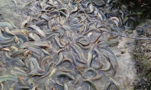  「小伙」农村小伙养出325元一斤的天价泥鳅,因泥鳅还有这么一个