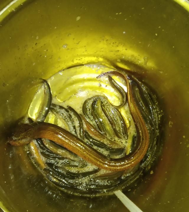  移植水花生：实例展示小龙虾混养其他鱼类，大家看看混养效果如