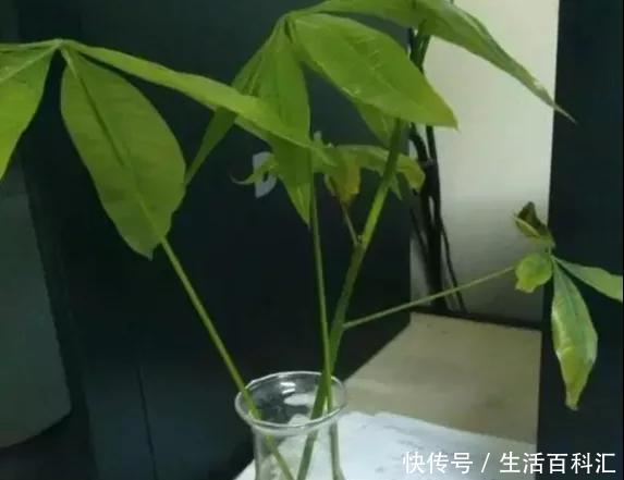家里@6种招财旺运好扦插的花,1年繁殖50盆,家里多得装不下