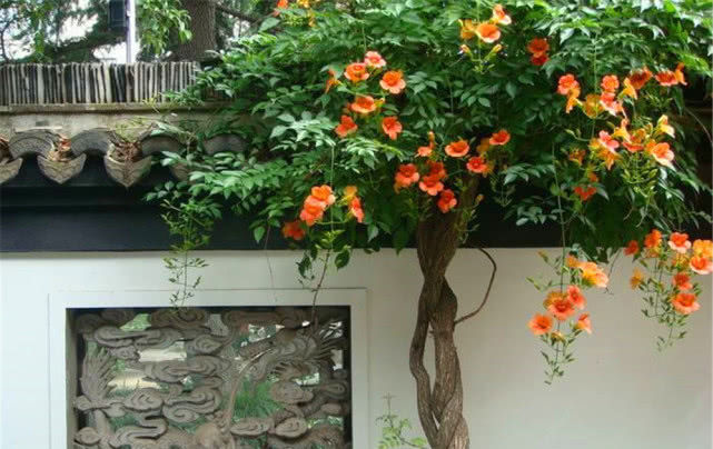  『花卉植物』立夏阶段“花怕热”，种上8种“耐夏花”，都比太阳花美、还好养