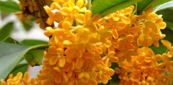  花期4：中式庭院景观设计中常用的15种绿化植物