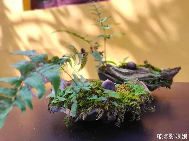  『生活』有一方小院，和你一起养花种草，这样就挺好
