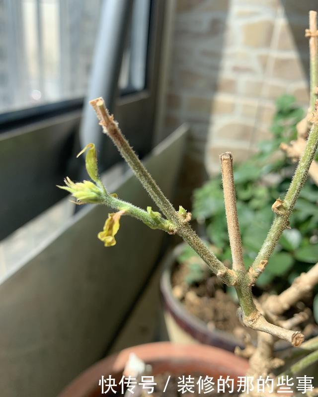  『盆土』茉莉花的嫩芽总是长出来就干枯？盆土板结导致闷根，打透气孔发根