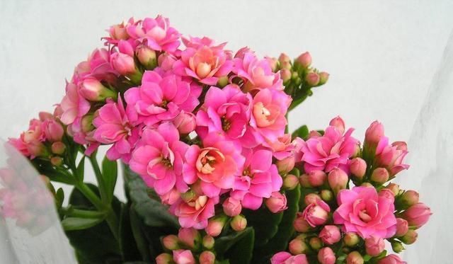  『发财树掉叶』蟹爪兰掉苞、长寿花不开花、发财树黄叶，不管理就“死”给你看！