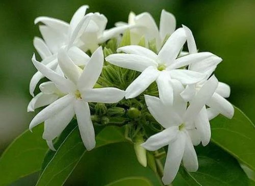  「玉树」养花要“舍得”，5种花“越剪越旺”，四季花开，开花变成棒棒糖