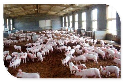  [补贴]现在在农村创业搞养殖，会有哪些方面的政策补贴？这几个