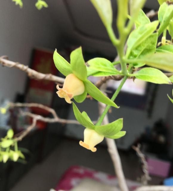 「金弹子开始开花」金弹子进入花期,想提高坐果率,养护工作要重视