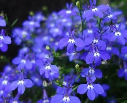 『自制』家养“六倍利”,自制一种“酸水”,一分钱不花,花朵从头红到尾
