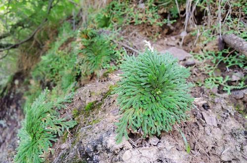  『见到』一种山坡植物，见到挖回家，养2年成盆景，价值不菲