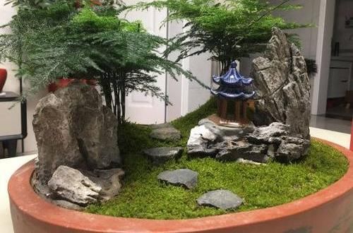  『文竹的叶子』高手养文竹，都用这2种肥，养出来的文竹不黄叶，新芽蹿不停
