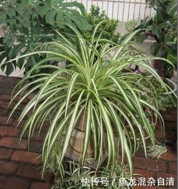 『开花』养金边吊兰,2种“肥料”换着用,该长叶长叶,还不耽误抽藤开花