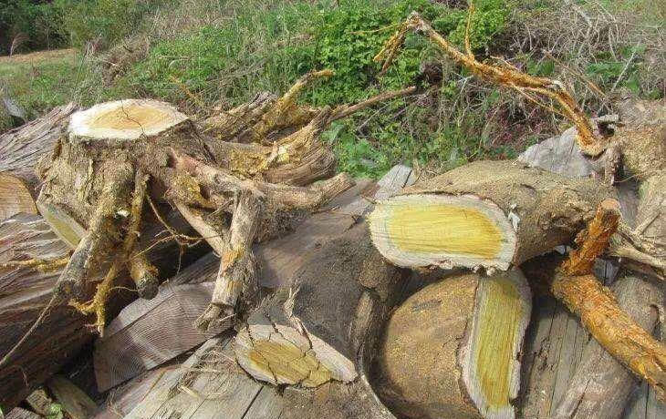  【黄金木】南檀北柘，农村的“黄金木”，车一串珠子几万块，农