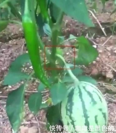 大爷突发奇想,将西瓜嫁接,两个月后长出果实网友：是甜还是辣！