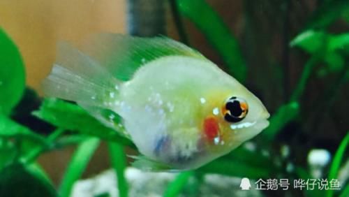 不妨■如何破解金波子鱼“得病即死亡”的魔咒?不妨试试懒人快乐养鱼法