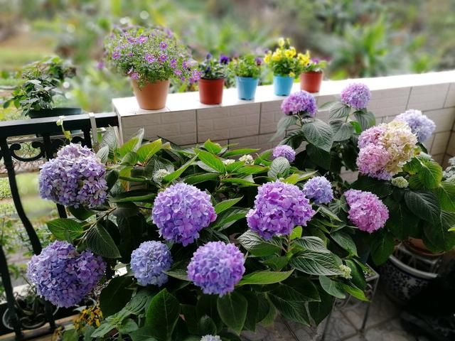  『剪掉』好气人，有花友嫌弃绣球花长新芽多，太一厢情愿，不顾绣球花感受