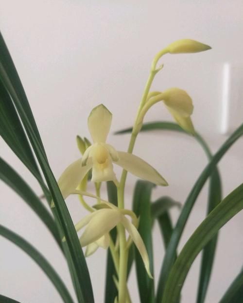  『开爆』阳台养此款花卉，花开美观又大气，花色鲜艳花期长，轻松开爆盆