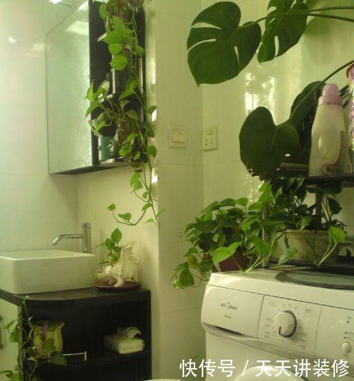 『空气净化能力』厨房、卫生间养花,行家都这么选,清除异味,满室清新!