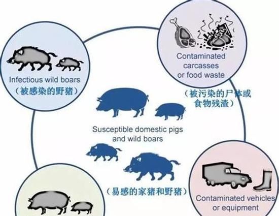 国务院出台5项措施，给钱又给地，巴不得你回家养猪