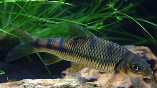  「外来物种」我们周围的野生鱼减少，真的是工业污染的锅吗？ 不