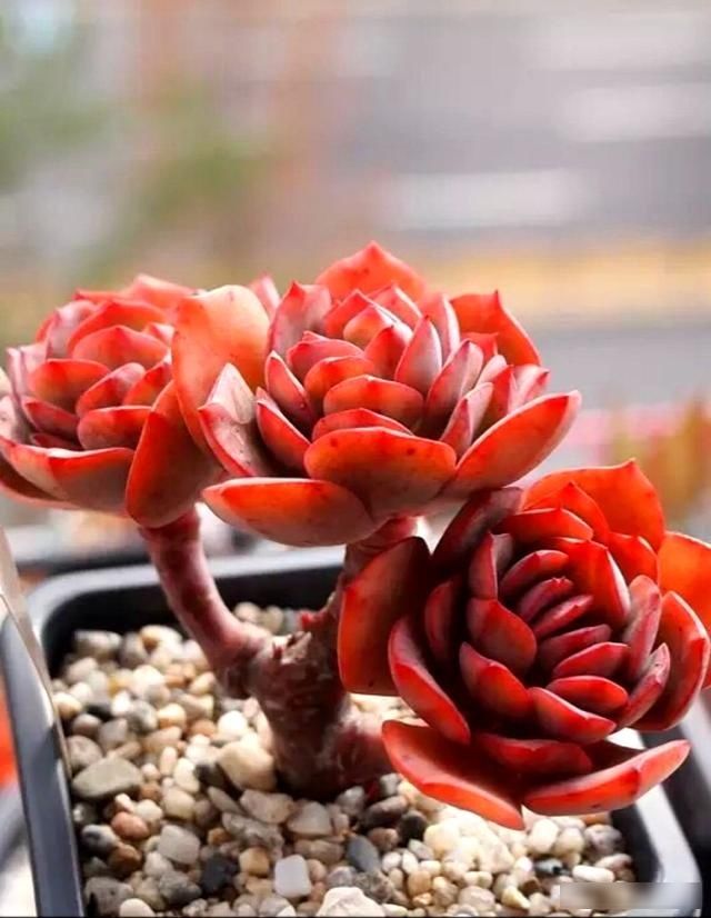  #旺盛#懒汉养多肉，越养越旺盛，做好这4点，养成大胖肉
