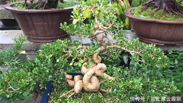 「叶片的颜色」黄杨盆景姿态优美是如何制作的?后期养护,盆景制作方法在这里