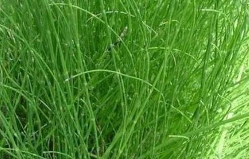  良药@农村一种野草，长得像迷你版的竹子，当成猪草却价值宝贵是良药