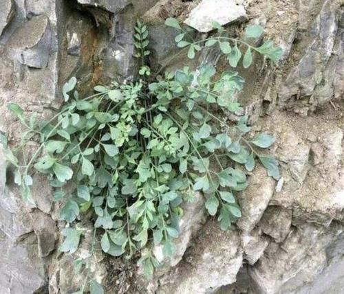 「悬崖边」1种浓绿的“野草”,人称“岩黄连”,紧贴在岩石上生长,珍贵!