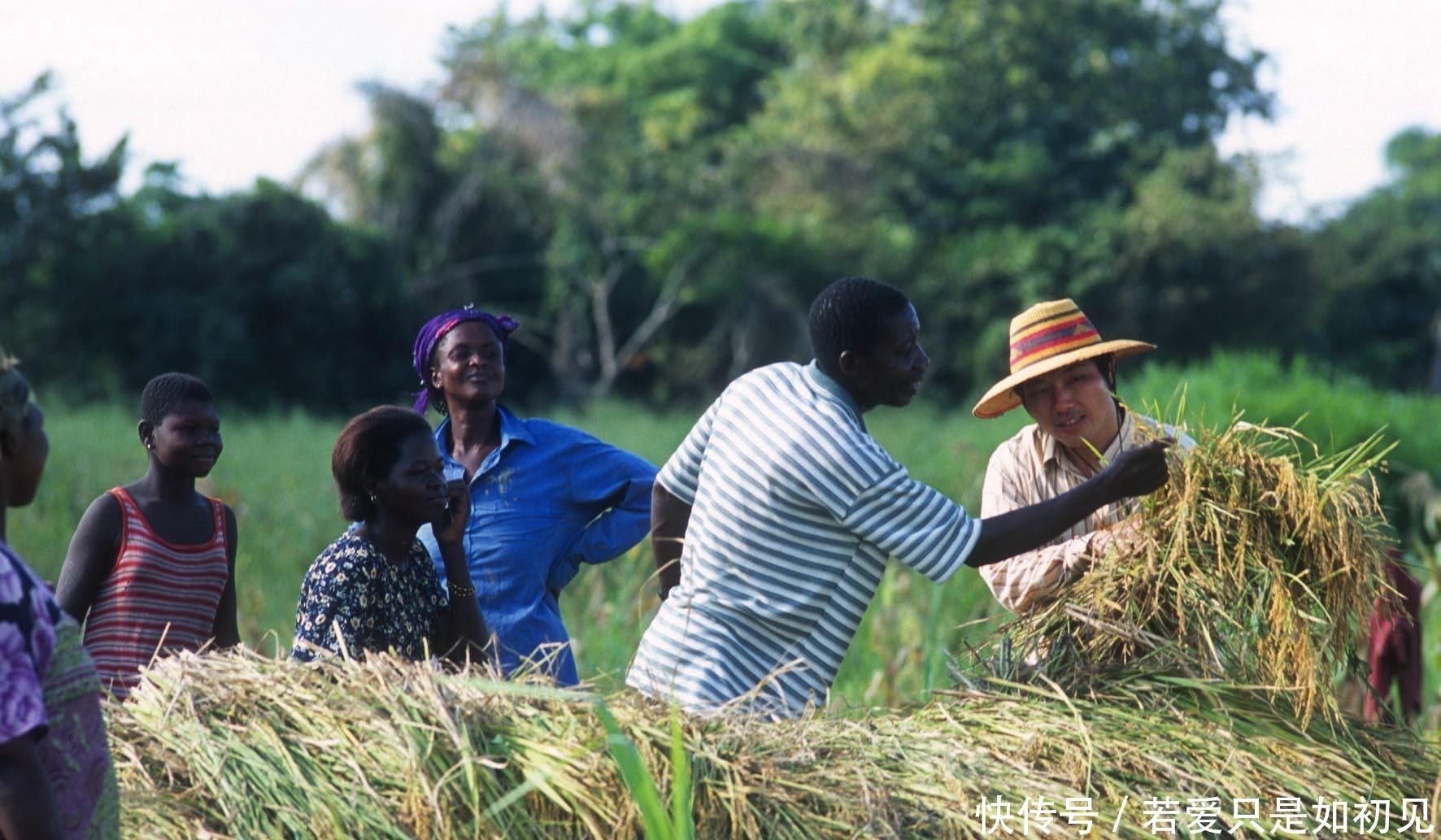  「玉米」中国人在非洲土地上种向日葵被非洲人嘲笑，尝到甜头后