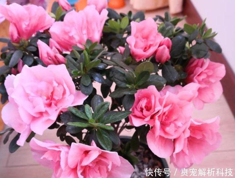  「蟹爪兰」最受欢迎的“4种花”，高端大气，花朵硕大、花期长，漂亮好养！