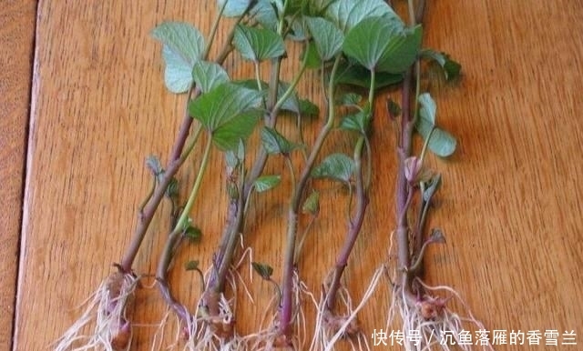 「种菜」春季阳台种“2种菜”,长势快,好吃又好养,吃了一回又一回