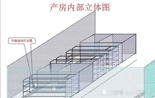  猪舍|养猪不再盖猪舍，这样建造猪棚，不仅成本低还干净卫生
