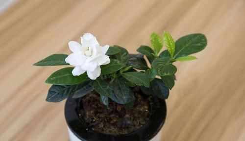  「栀子花」刚入的手栀子花，这一步错了，就别想养活了，避开才能开花