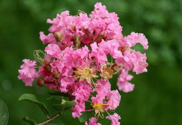  「色彩艳丽」紫薇花的养花方法，这样养护花开更久，色彩艳丽满枝头，花期长
