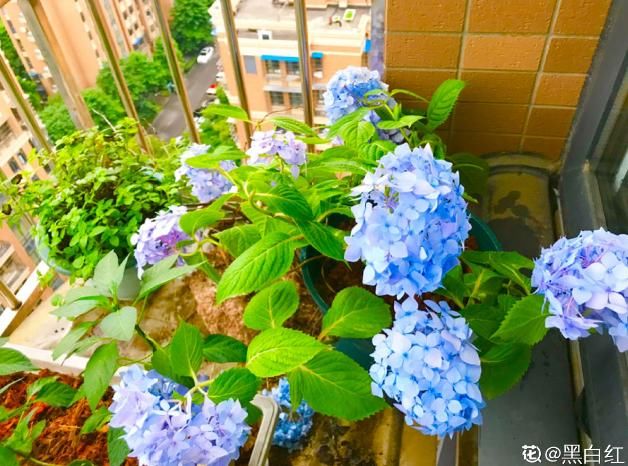  「小花」1米宽的防盗窗，也能开成小花海，一年四季有花看！