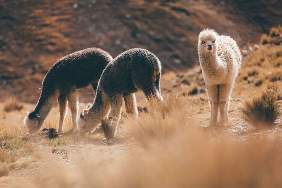 南美川藏线，每年死亡上百人，上万游客慕名而来寻求刺激