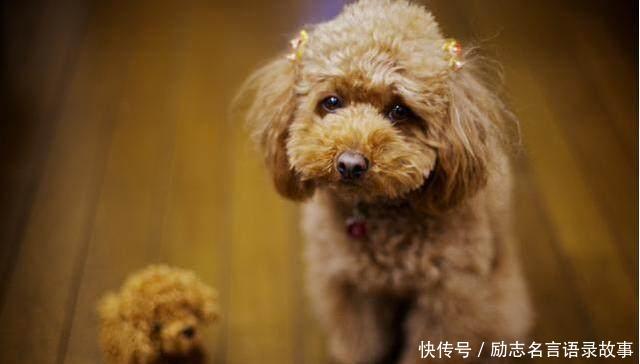 养一只泰迪犬会是什么样的感受?你养过吗?