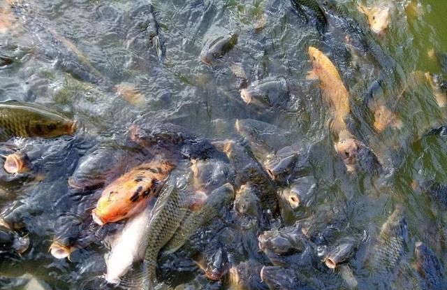  「自然地理」现在农村干什么收入最高？现在农村干什么收入最高