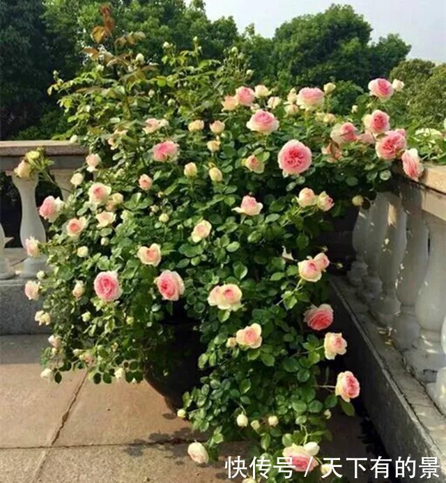  【拿来】30斤的大水缸，拿来养花成宝贝，怪不得都抢着要！