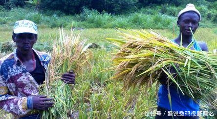  「第一次」非洲人第一次种植出大米，称中国人民是全世界最聪明