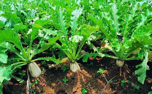 比青岛慢，比厦门小清新，广东这座小城不出名却是拍照胜地