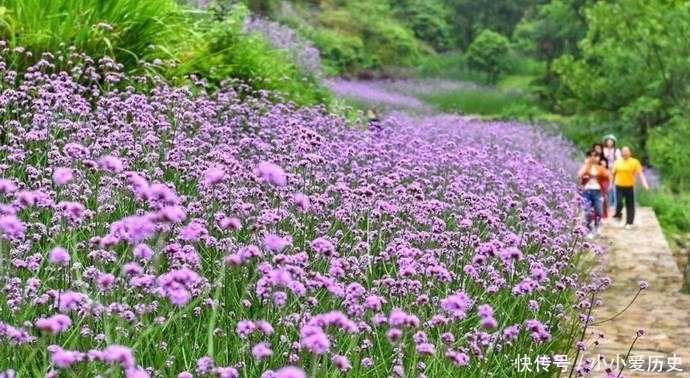 #花海#雁荡山景区的“普罗旺斯”,网红马鞭草已花开成海,又美还免费!