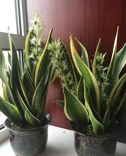  蟹爪兰■养花选盆很关键，4种花得用小盆“挤着养”，才能长得旺！