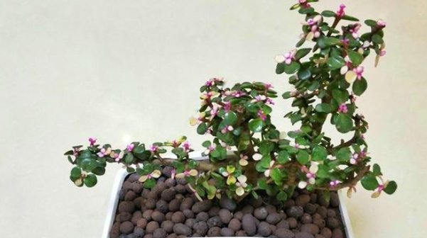  常见：金枝玉叶常见的3种造型,照着养“颜值”翻倍,身价翻数倍