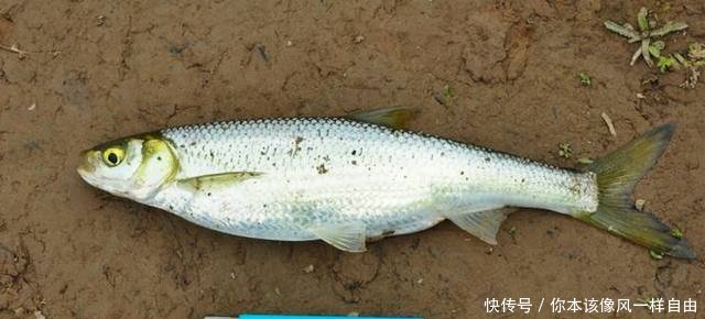 三峡钓到快两斤的餐条，是长江餐条王吗