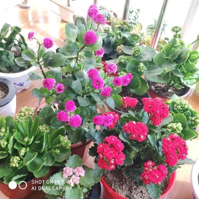  便是@有花陪伴，便是美好