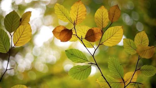 性格成熟，不会轻易动情的五位星座，不想输给别人，会好好珍惜