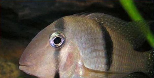  #水族市场上#美洲慈鲷之美，您细品