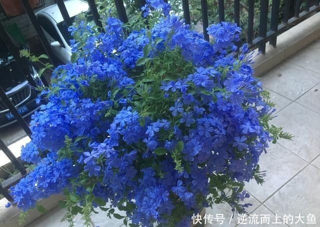 「值得」耐热植物“蓝雪花”,夏天也开花,花期超长,种植简单,值得栽培