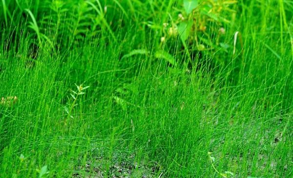  #有钱#农村这种“野草”，以前没人要，现在却争着抢，有钱也难